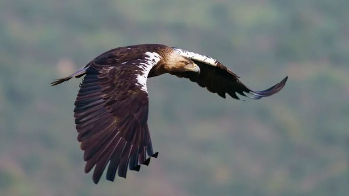 animales en peligro de extincion en espana aguila imperial blanca