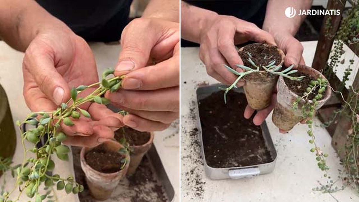 como reproducir suculentas senecio de forma facil jardinatis