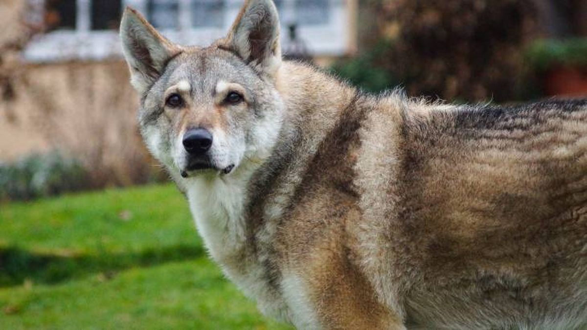 El Perro Lobo Saarloos fue creado durante los años 30 en Holanda por Leendert Saarloos
