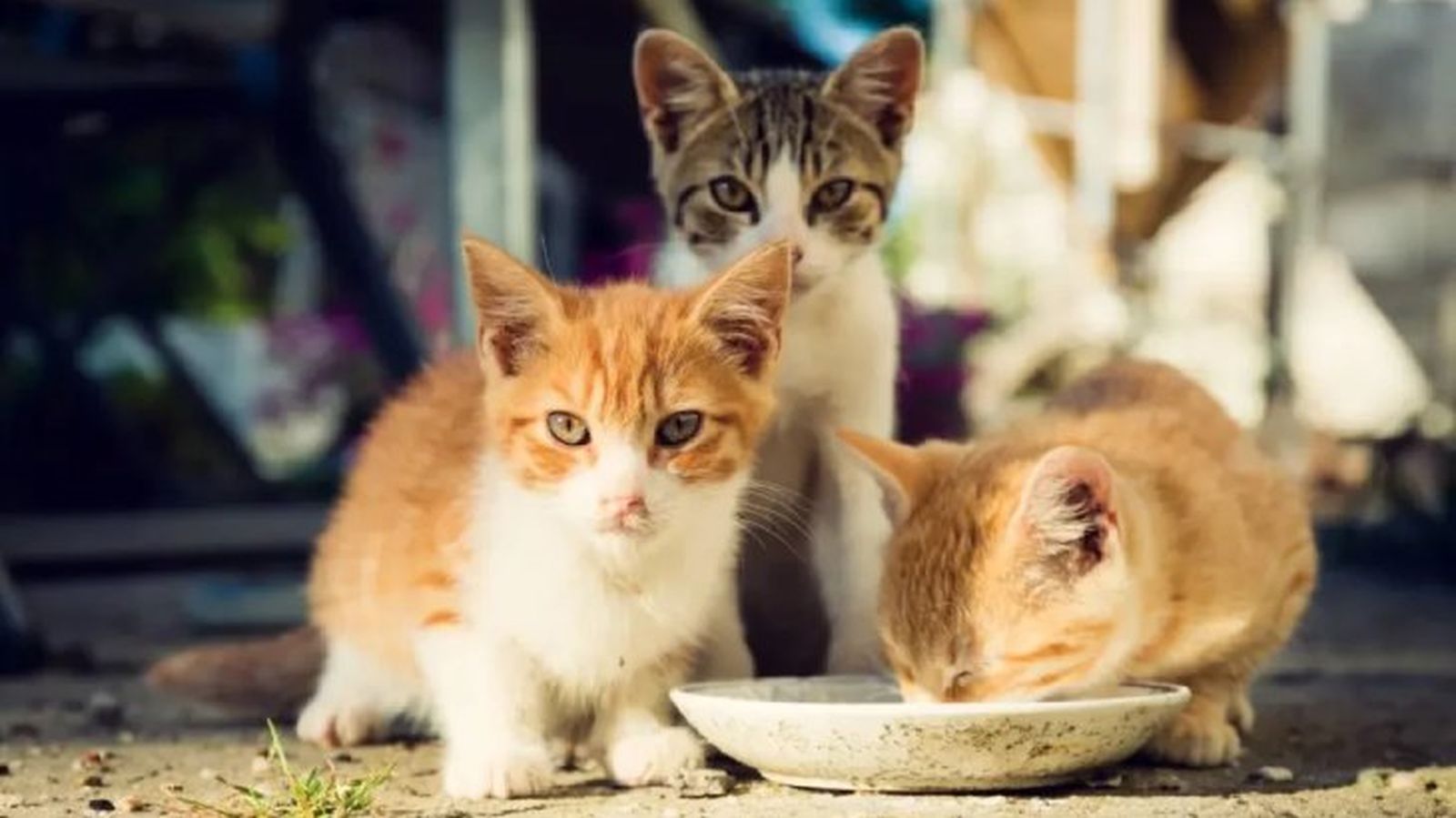 toxoplasmosis en gatos 3 toxoplasmosis en gatos 3