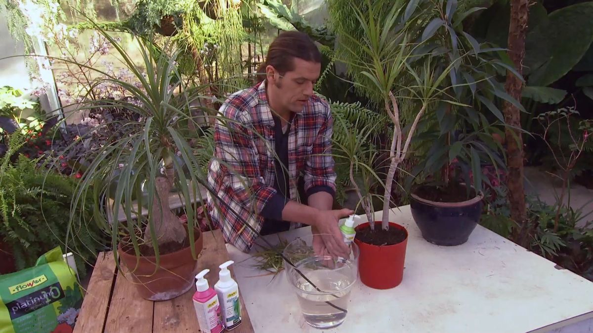 deco 0640 jardineria cuidados plantas interior invierno abono bioestimuladores