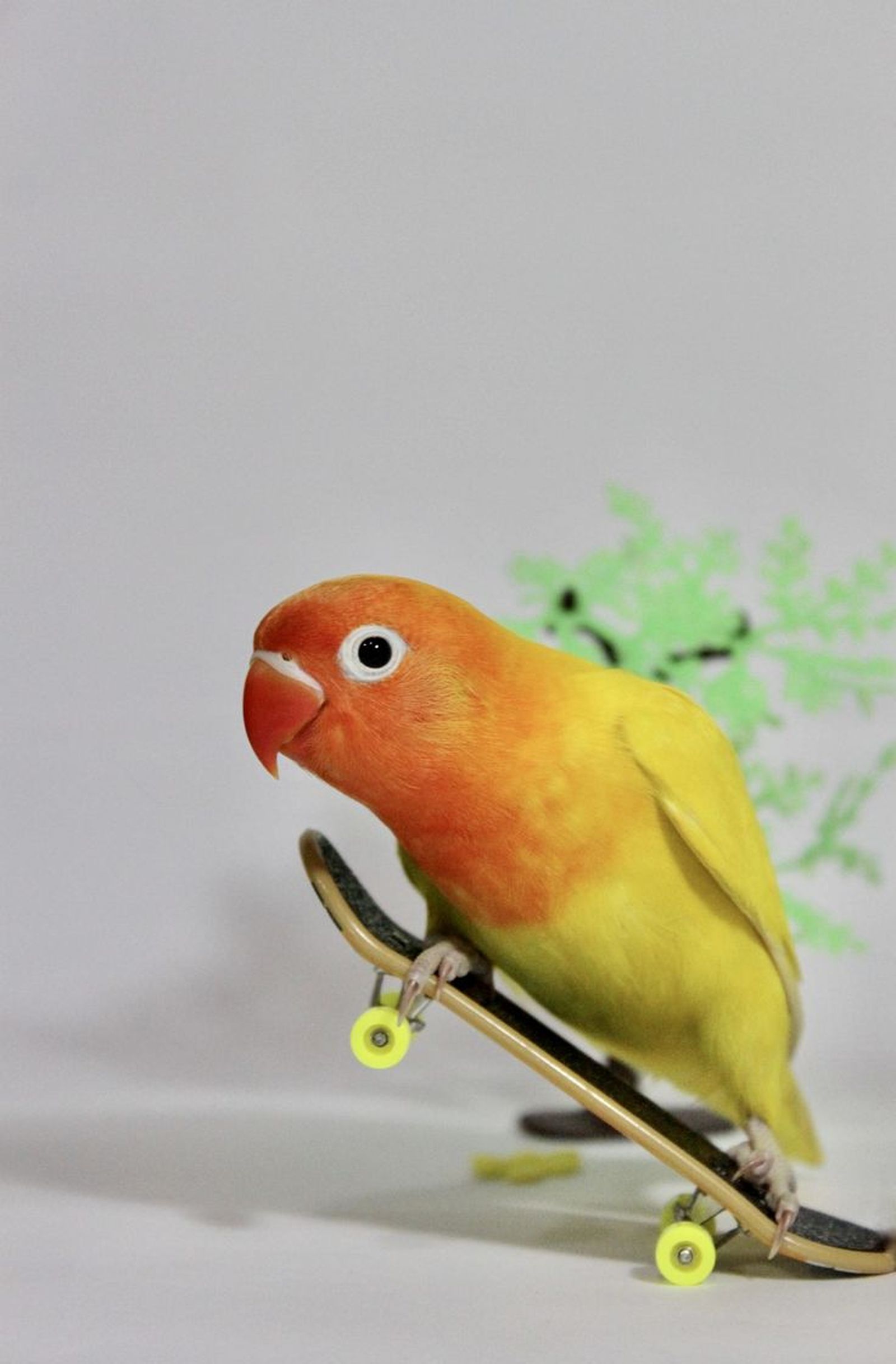 Agapornis Fischeri en skate. Agapornis Fischeri en skate.