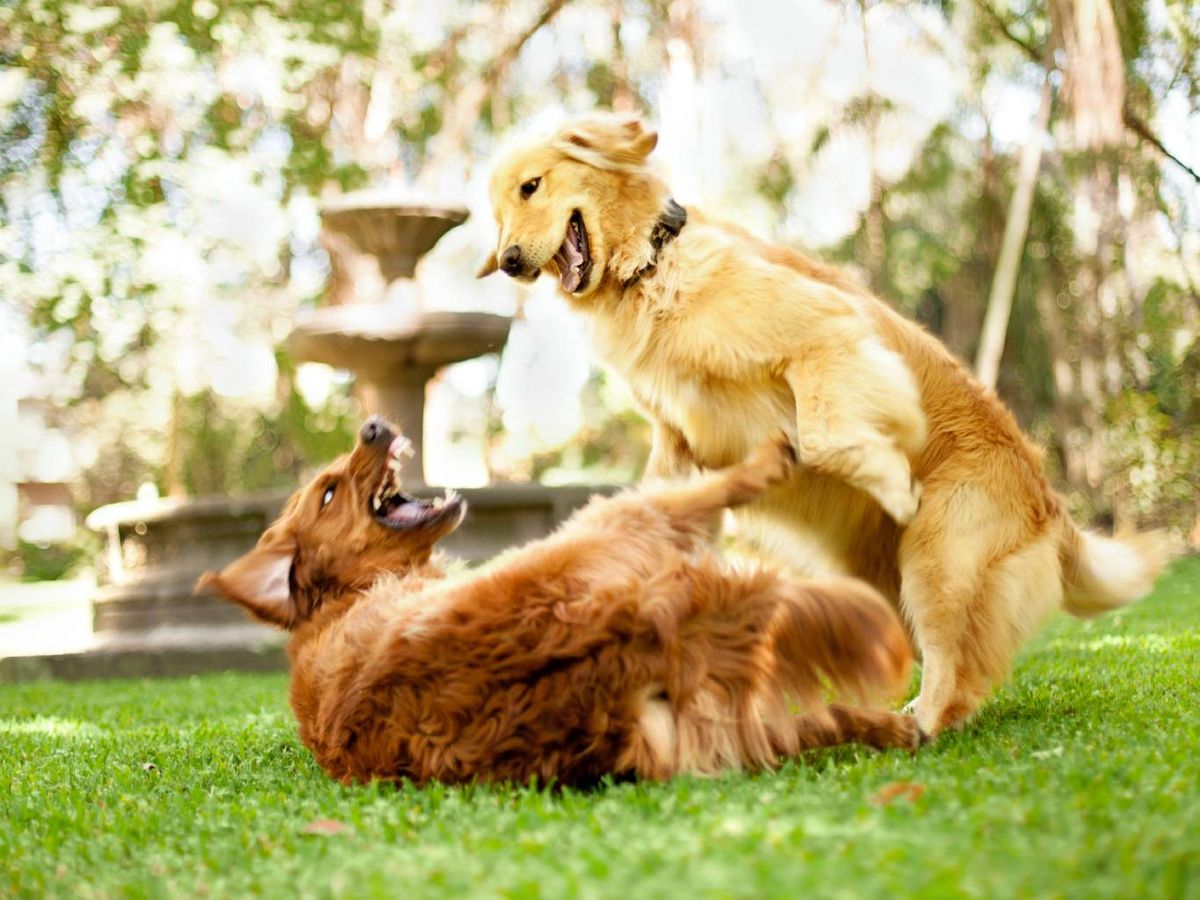 Los perros mestizos suelen vivir más años que los de raza pura.