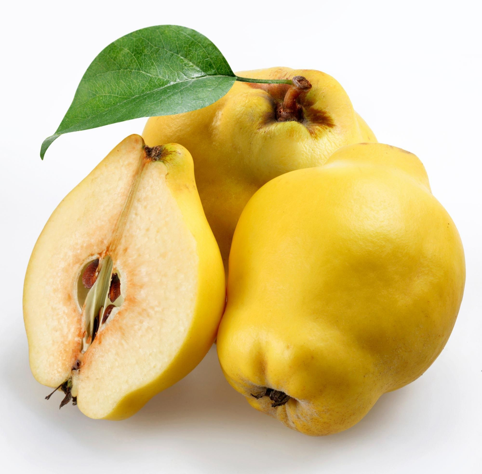 membrillo xl