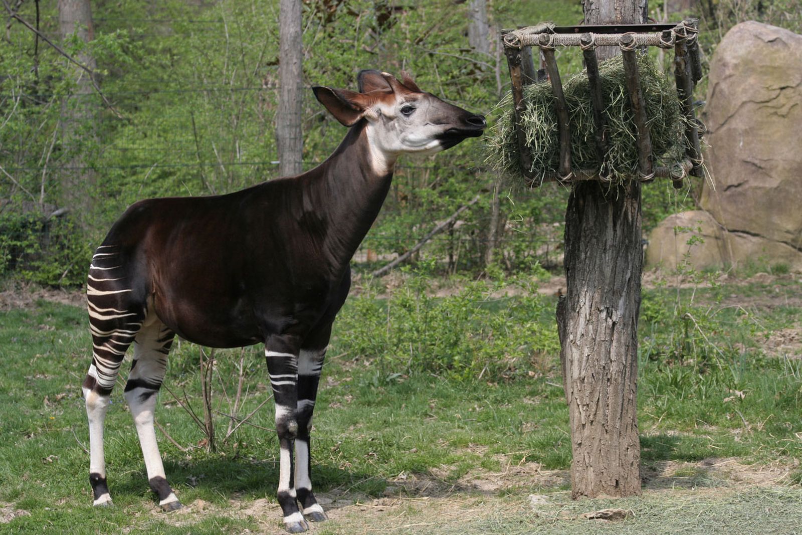 okapi comer heno