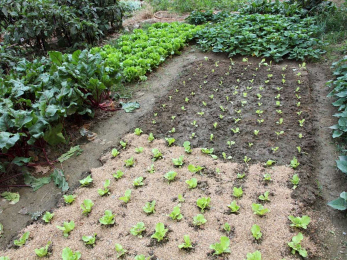 Lechugas en la huerta.