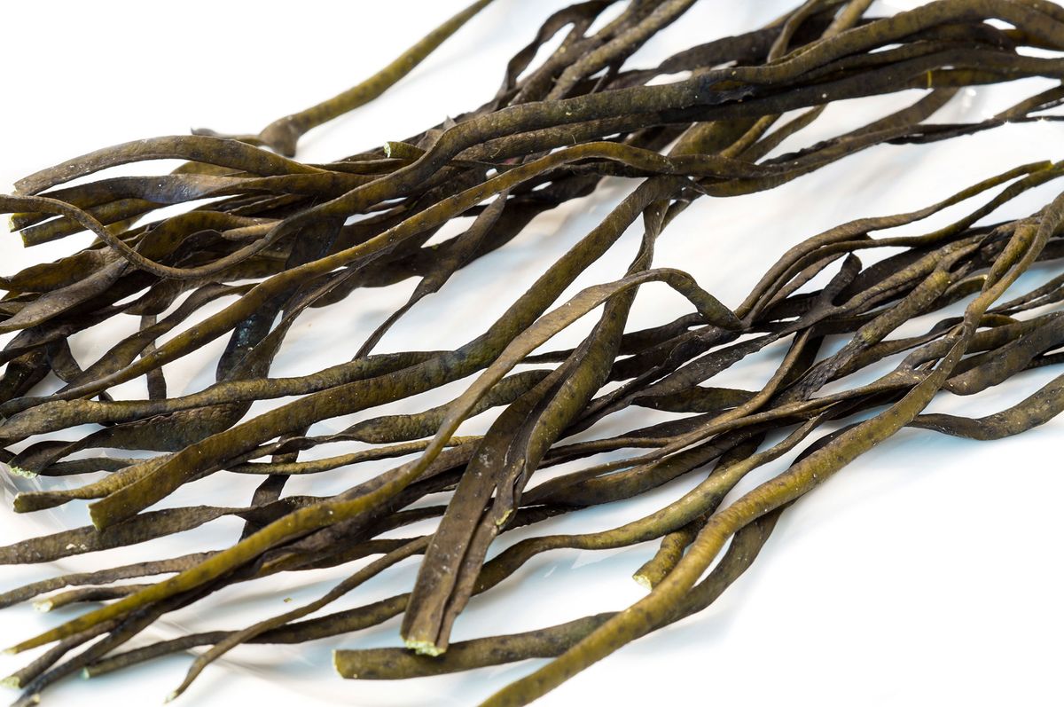 alga espagueti de mar xl