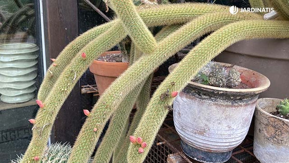 cactus tipo churro coleccion inigo segurola jardinatis