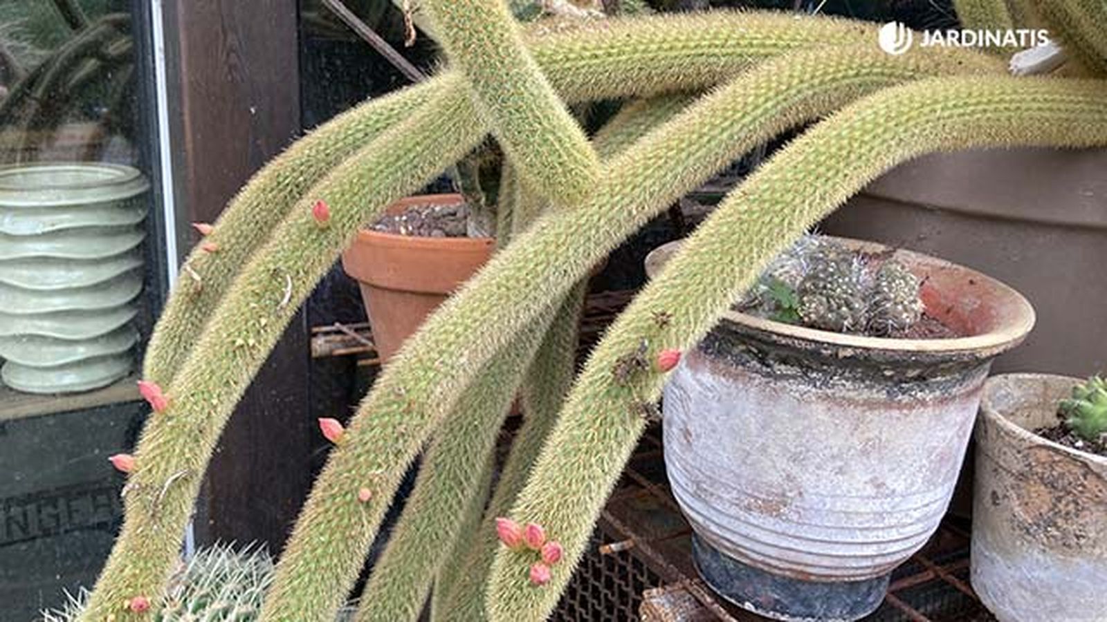 cactus tipo churro coleccion inigo segurola jardinatis cactus tipo churro coleccion inigo segurola jardinatis