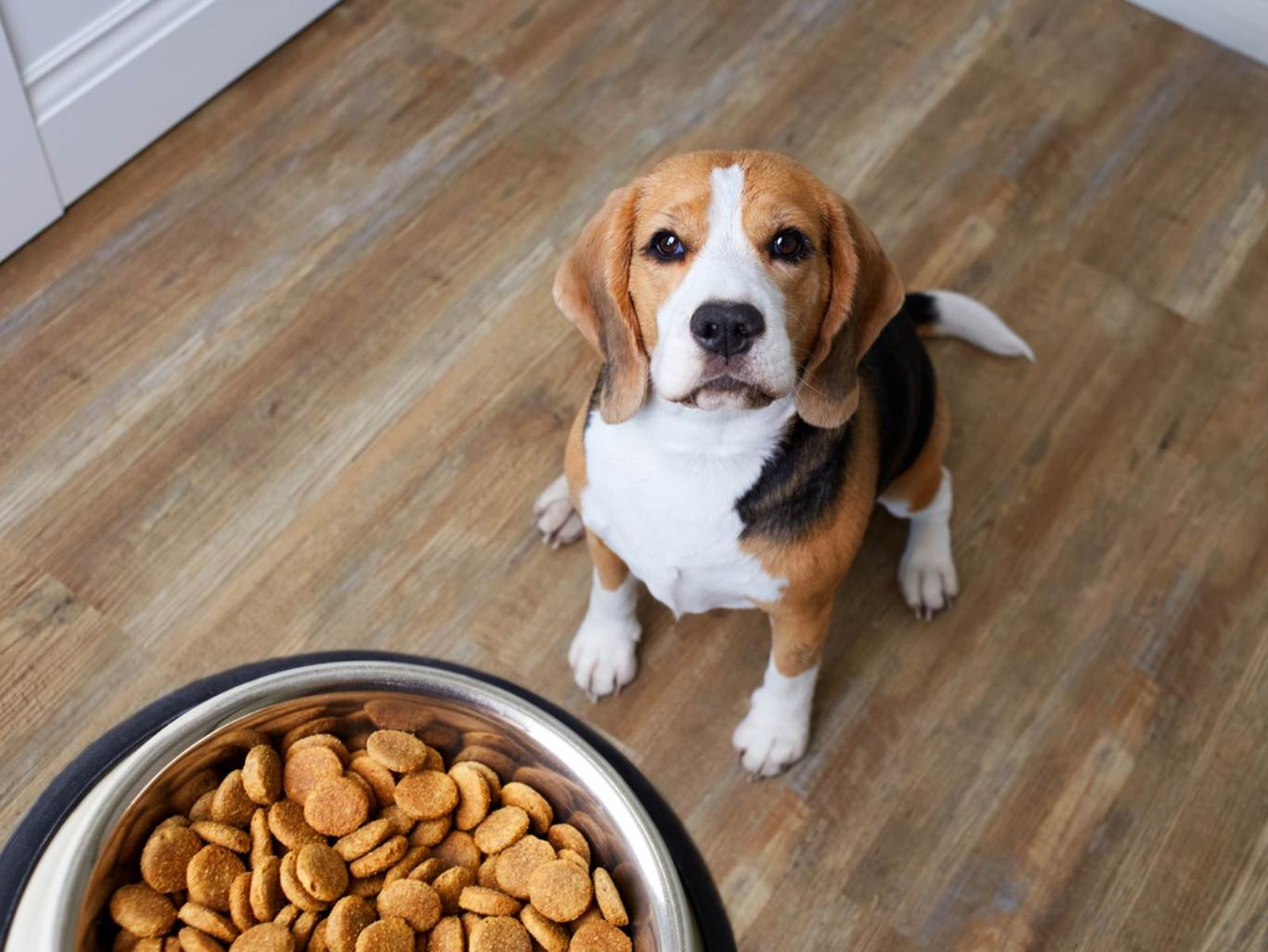 Un beagles mirando la comida Un beagles mirando la comida
