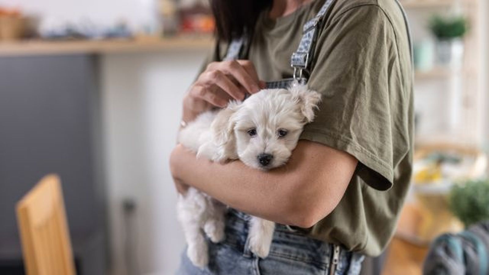 bichon maltes 4 bichon maltes 4