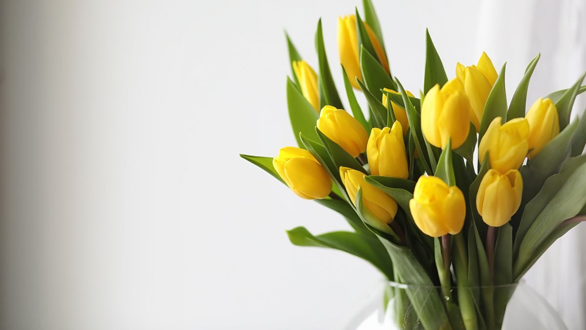 significado ramo de tulipanes san valentin