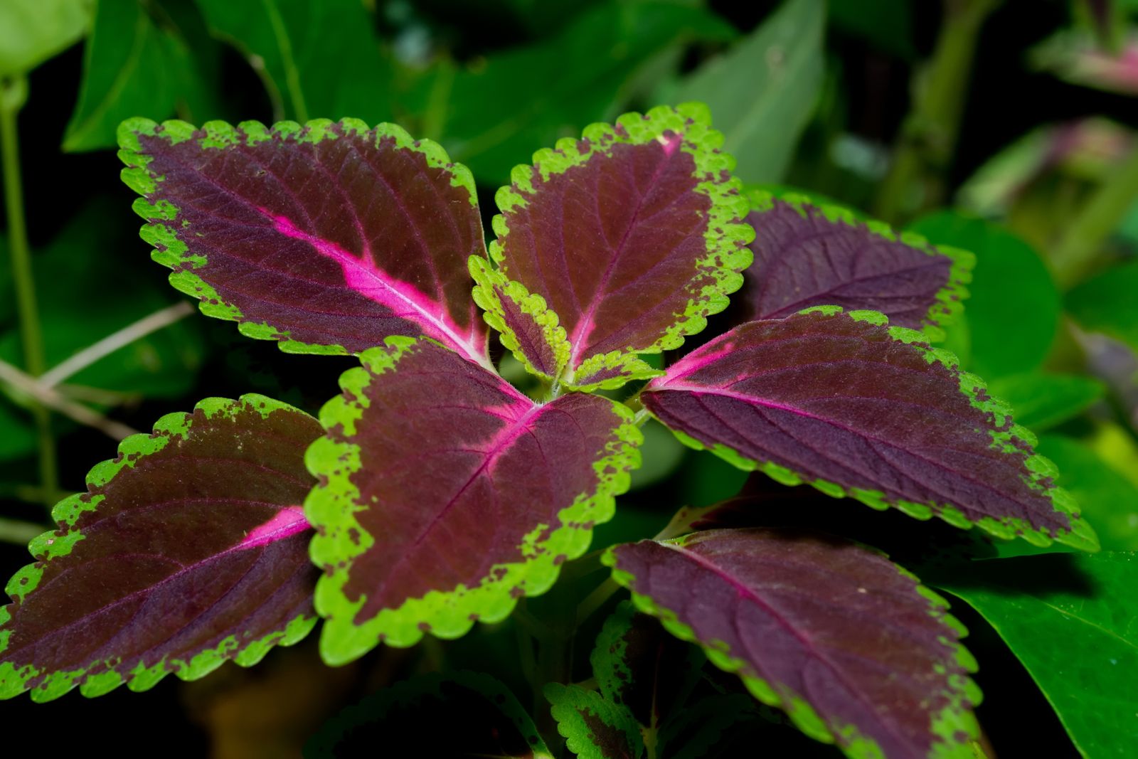 Tipos de coleos   plantas   jardineria