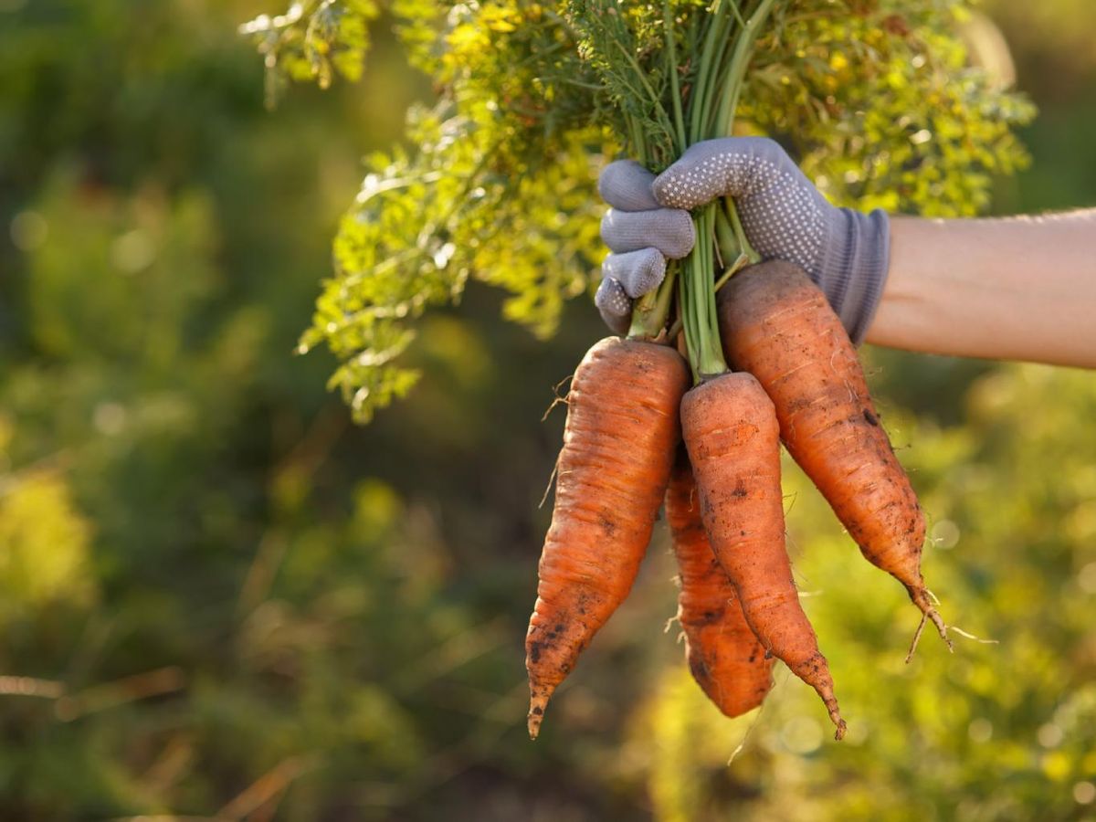 Zanahorias más sanas gracias al abono verde: un suelo vivo da raíces fuertes y sabrosas.