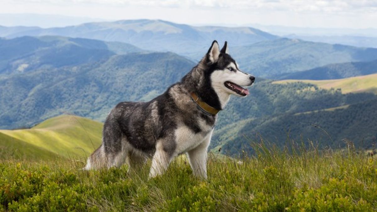 husky siberiano 10