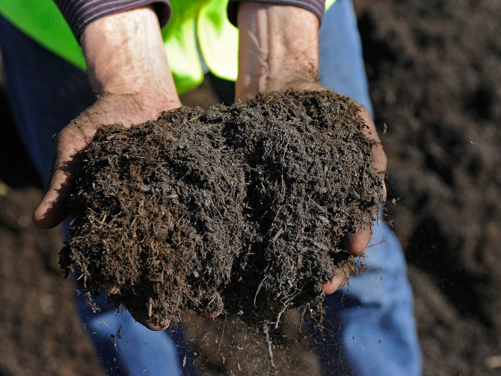 Lo ideal es enriquecer el suelo los primeros 20 cm de tierra con compost, rico en nutrientes y fresco.