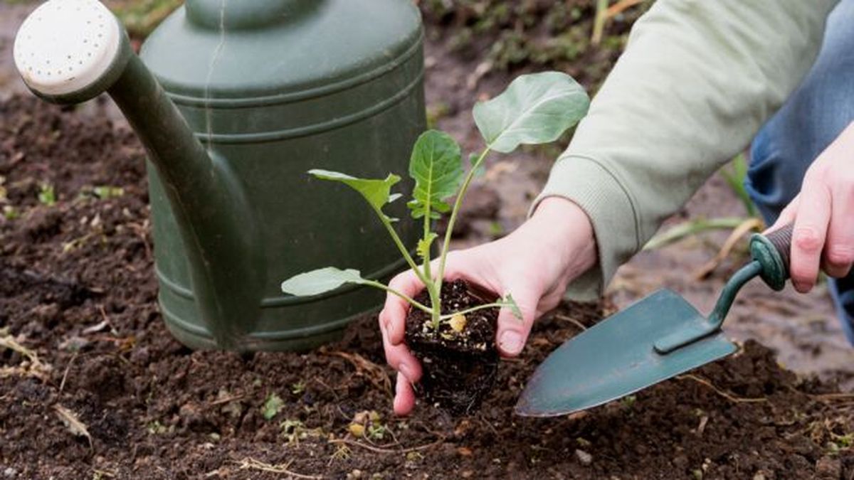 en que consiste un trasplante de plantas
