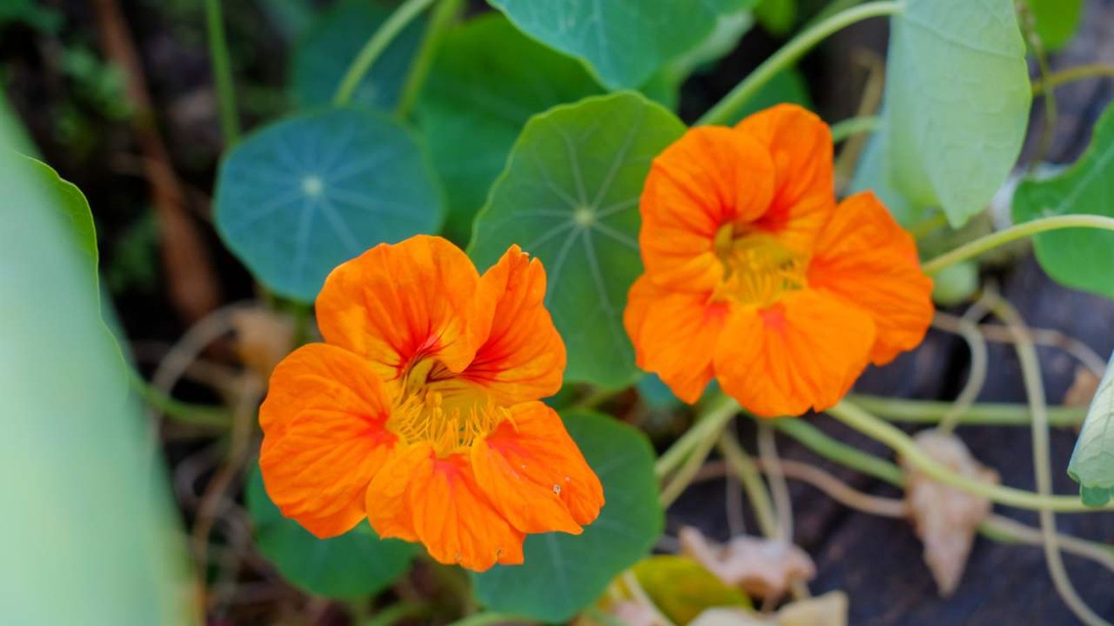 capuchina cuidados
