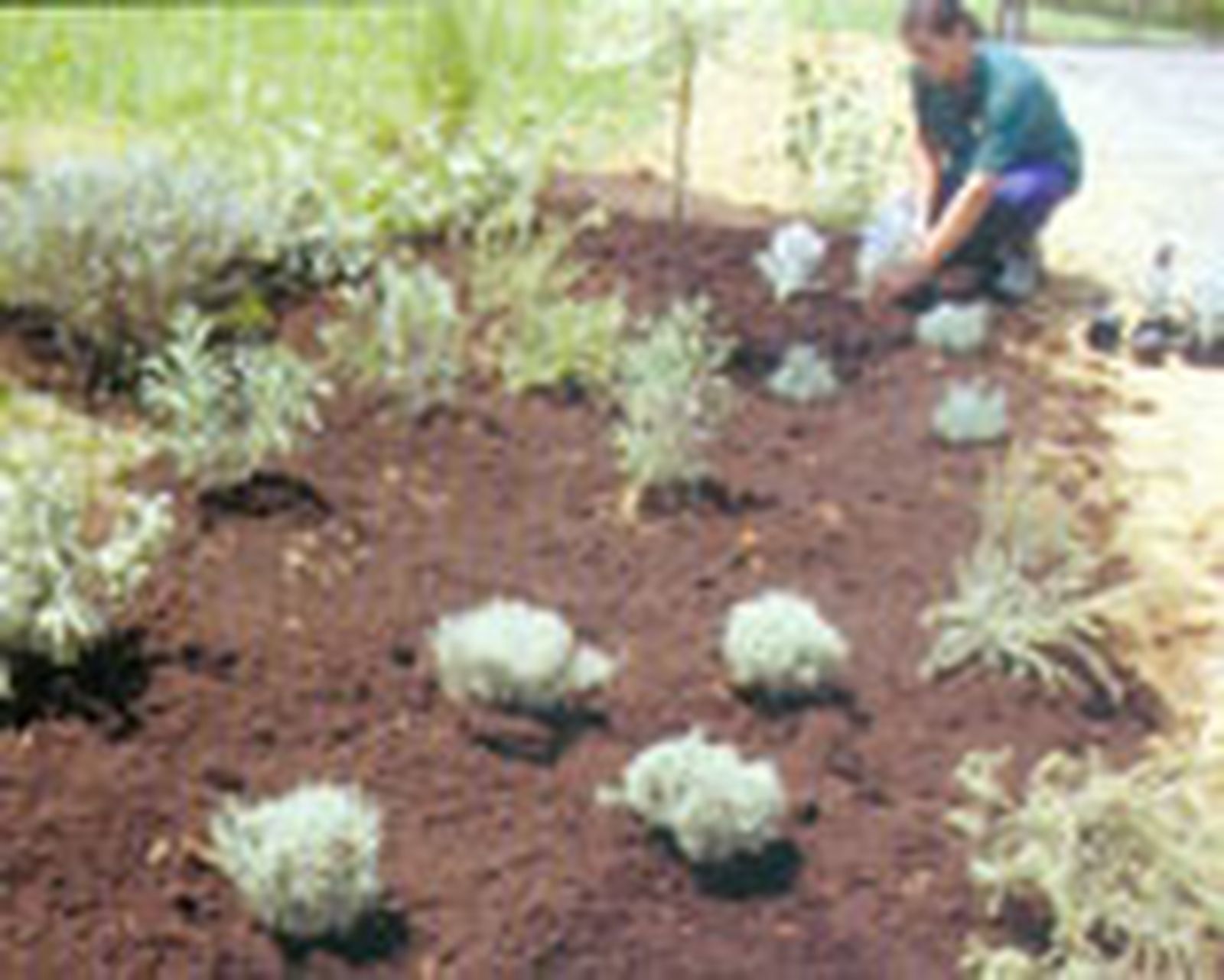 parterre arbustos follaje gris 6 parterre arbustos follaje gris 6