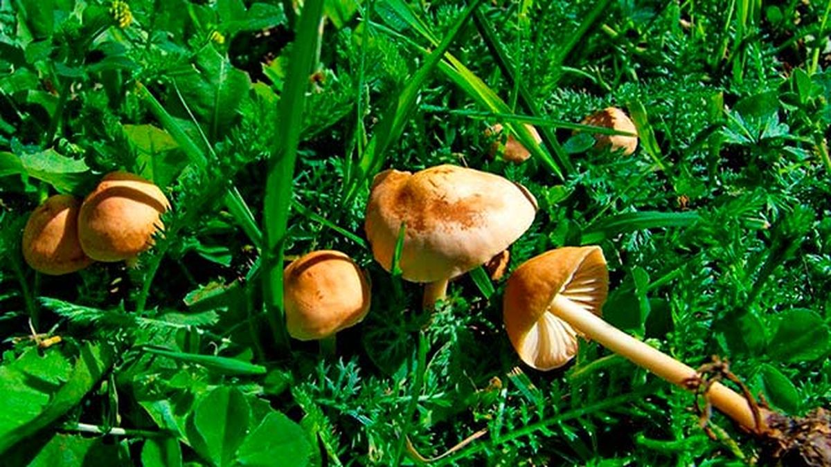 setas comestibles senderuela