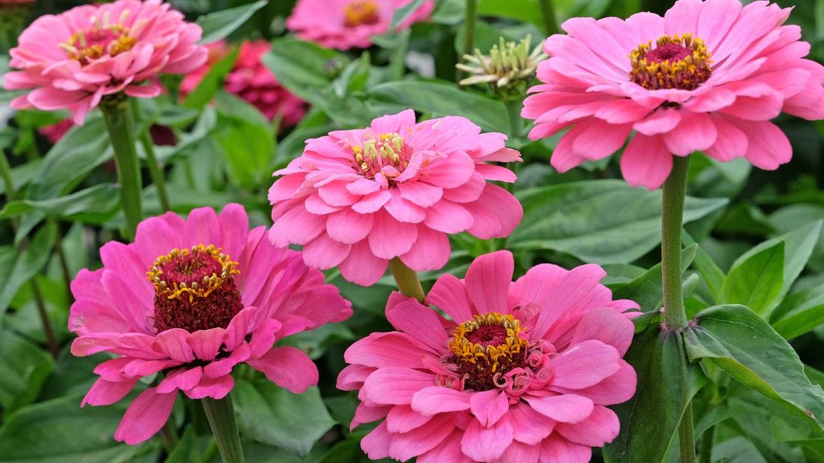 Flores silvestres para el jardín: Zinnia