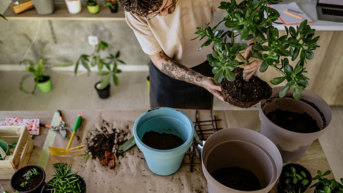 plantas reducen el estres