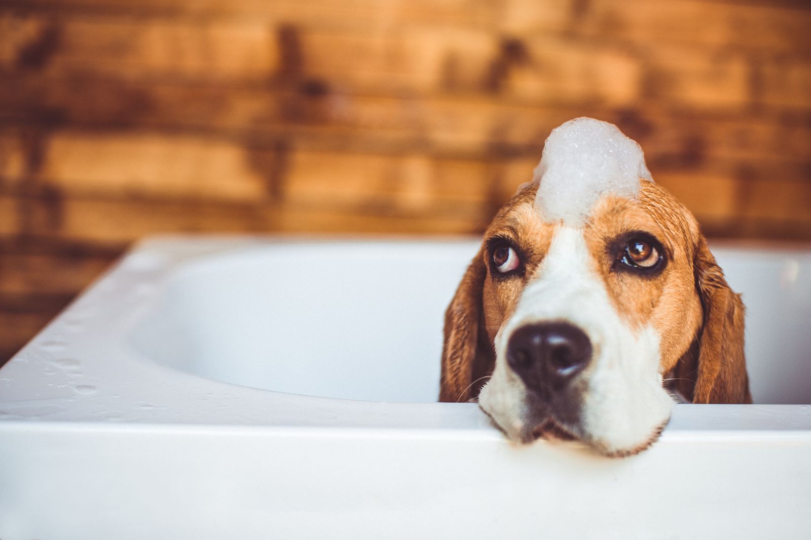 spa perro