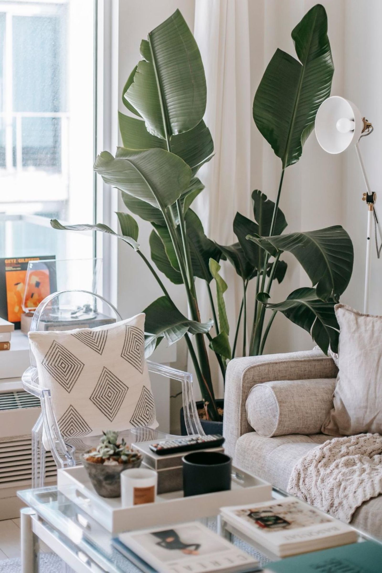 Salón decorado con una planta grande al lado del sofá. Salón decorado con una planta grande al lado del sofá.