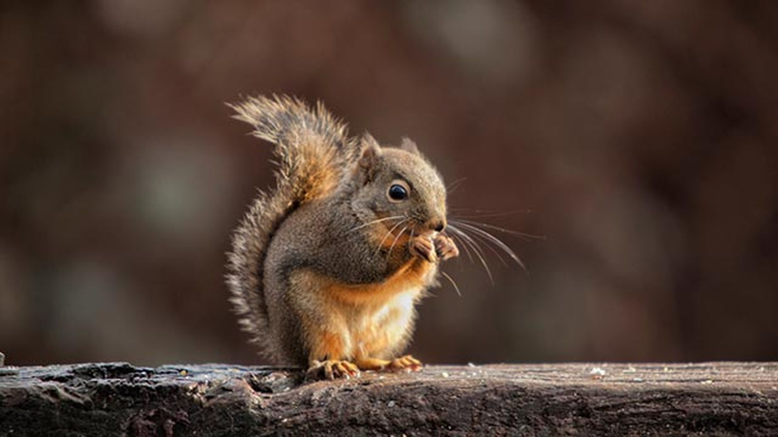 ardilla ardilla
