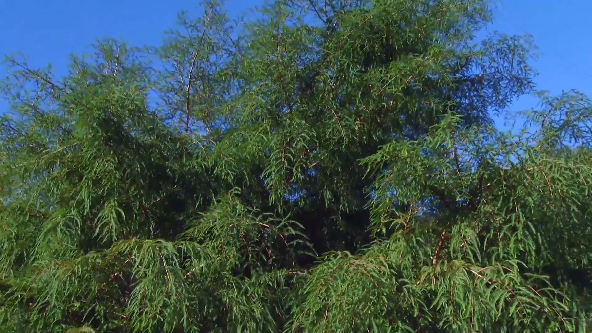 deco 675 taxodium mucronatum caracteristicas