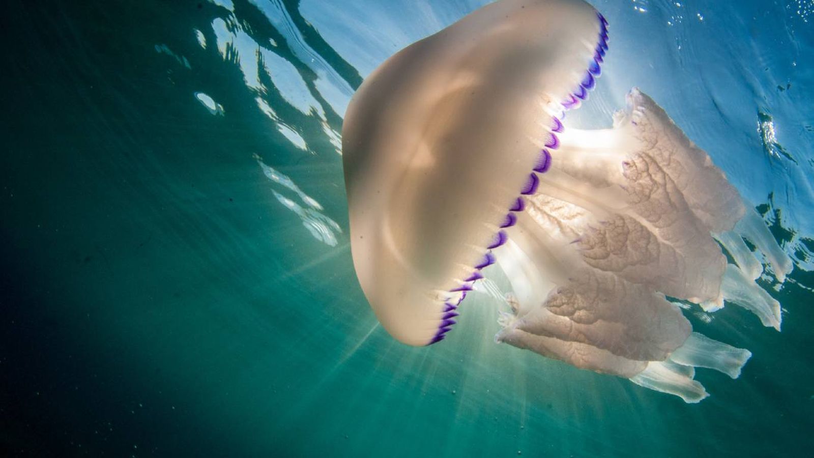 ¿Por qué pican las medusas? ¿Por qué pican las medusas?