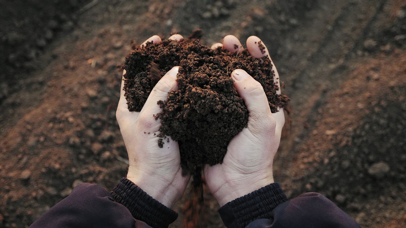 recuperar tierra jardinera podrida exceso agua recuperar tierra jardinera podrida exceso agua