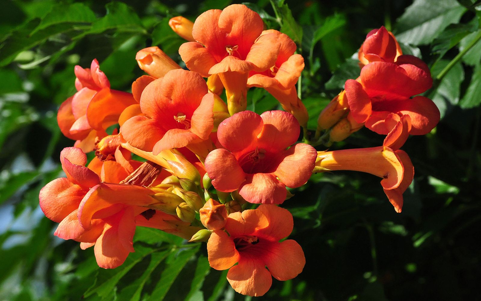 bignonia naranja 01