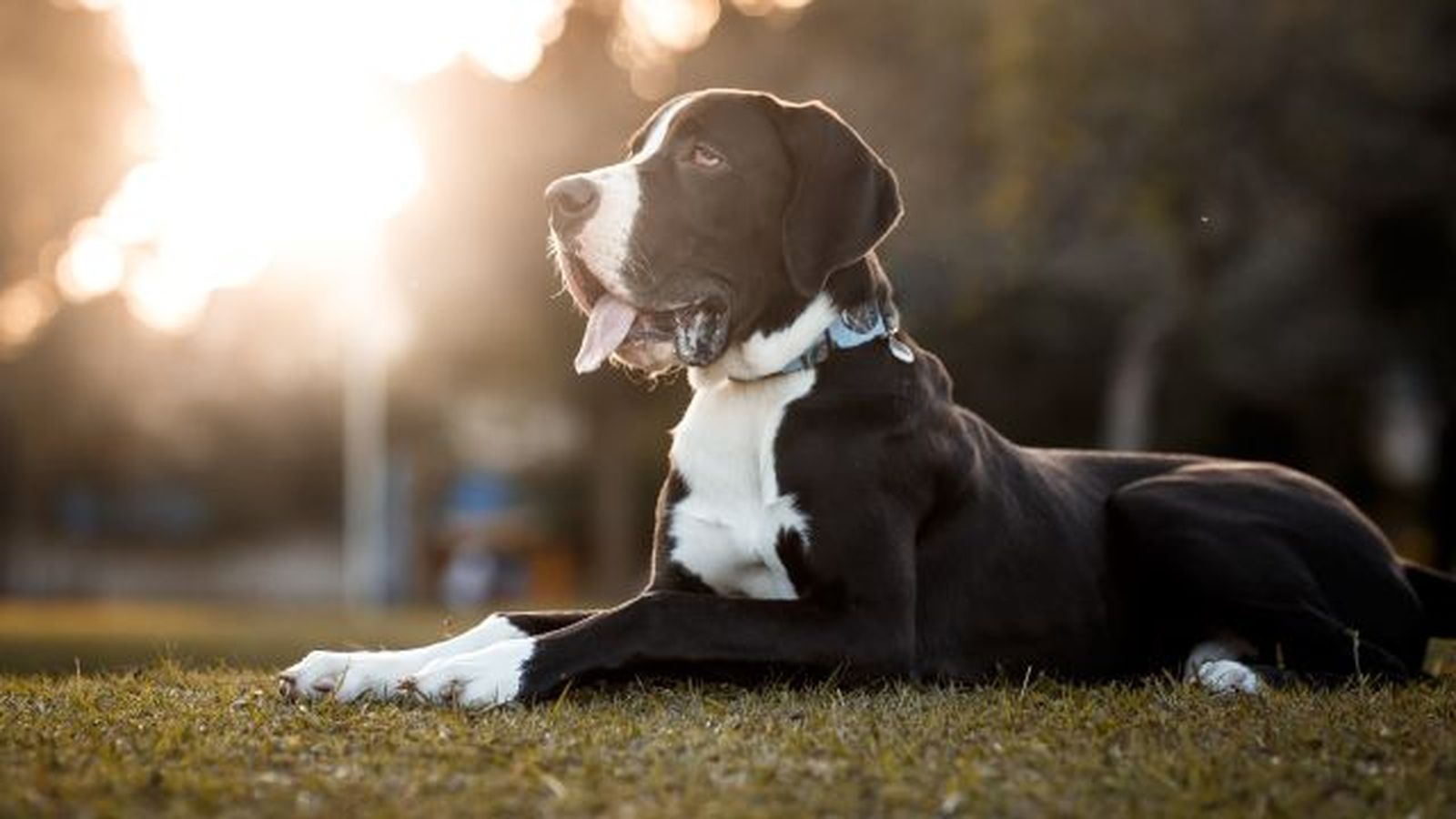 por que los perros grandes viven menos 3 por que los perros grandes viven menos 3