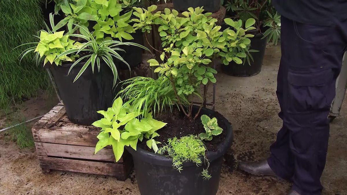 deco782 composicion con Plectranthus amarillo