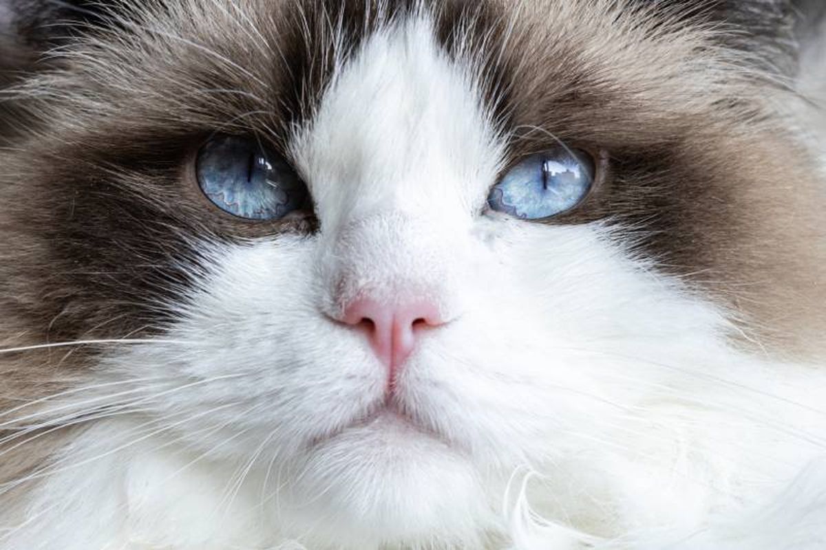 Los gato Ragdoll son conocidos por sus ojos grandes y azules.