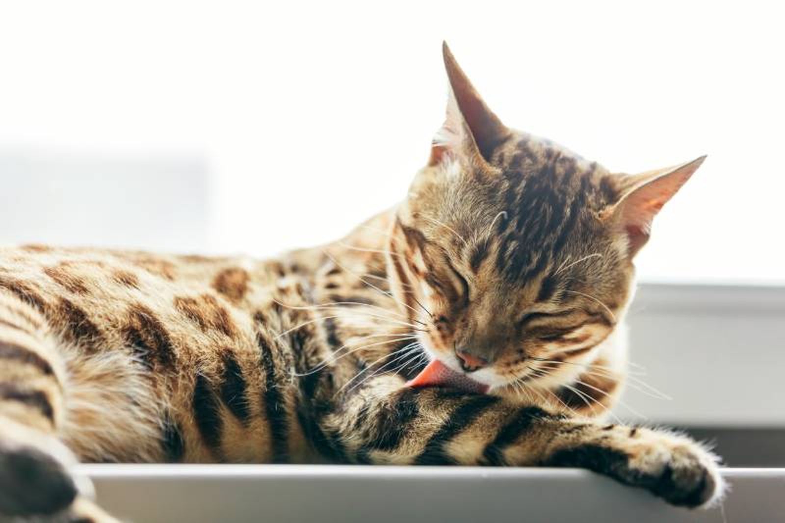 En climas cálidos, los gatos se lamen principalmente para refrescarse. En climas cálidos, los gatos se lamen principalmente para refrescarse.