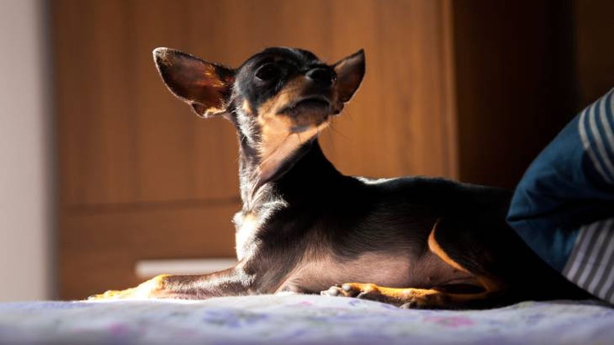 pinscher perros miniatura