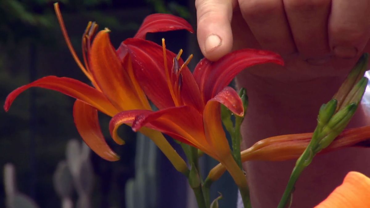 deco 0701 jardineria hemerocallis flor granate