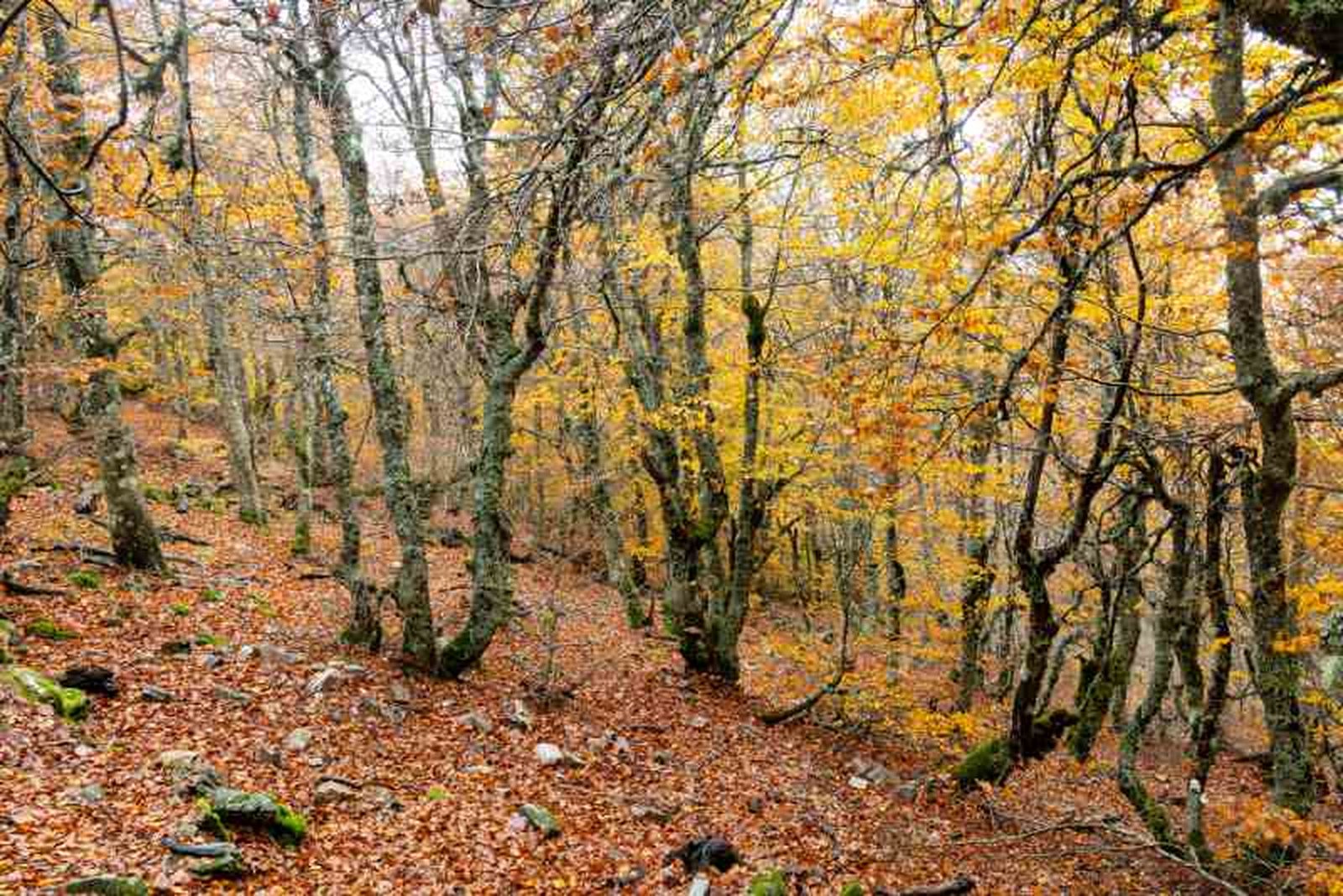 Fagus sylvatica. Fagus sylvatica.