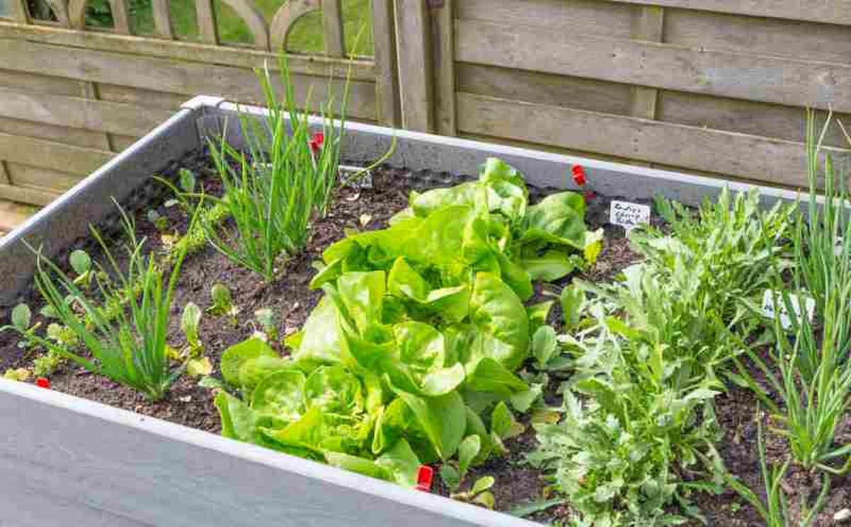Rúcula en huerto urbano