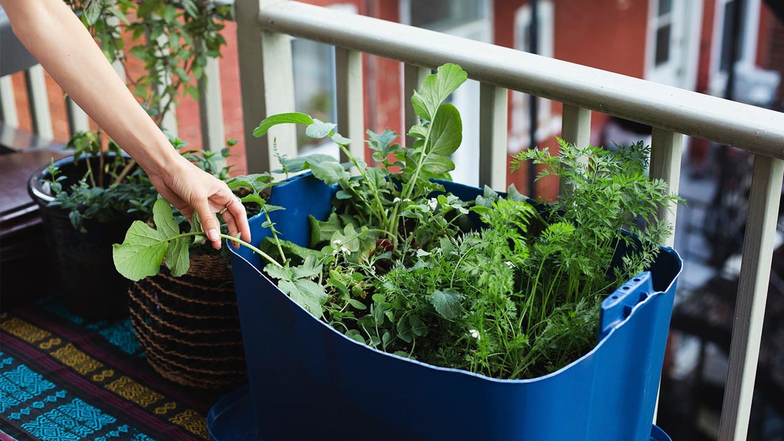 como tener plantas aromaticas en casa para cocinar consejos