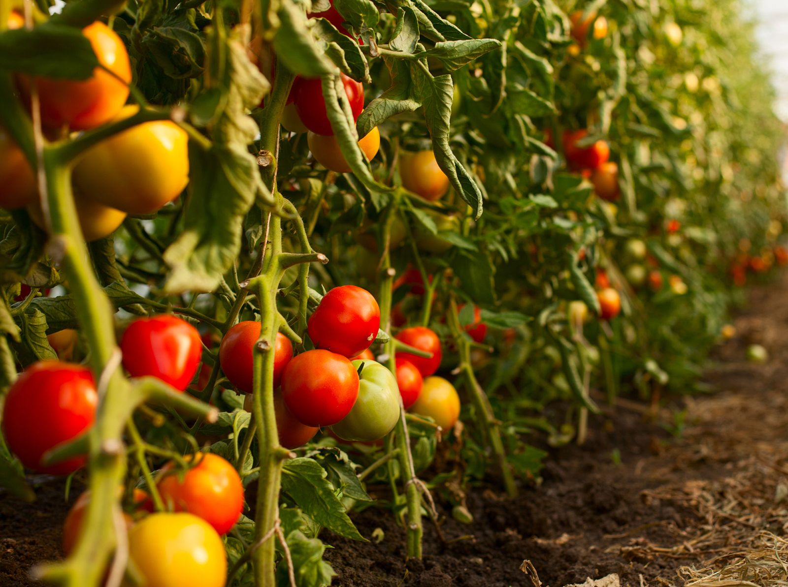 tomates tomates