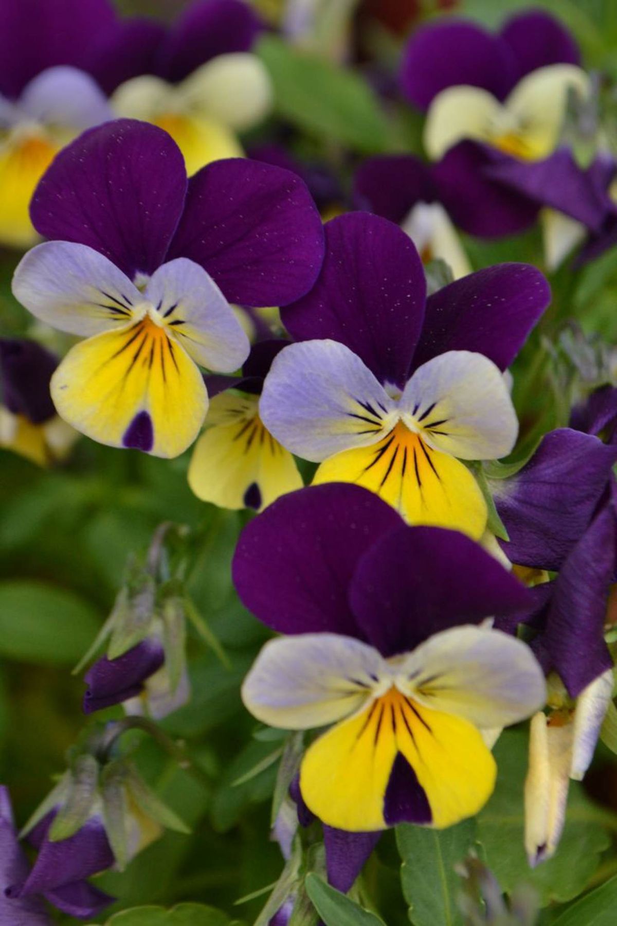 Viola tricolor.