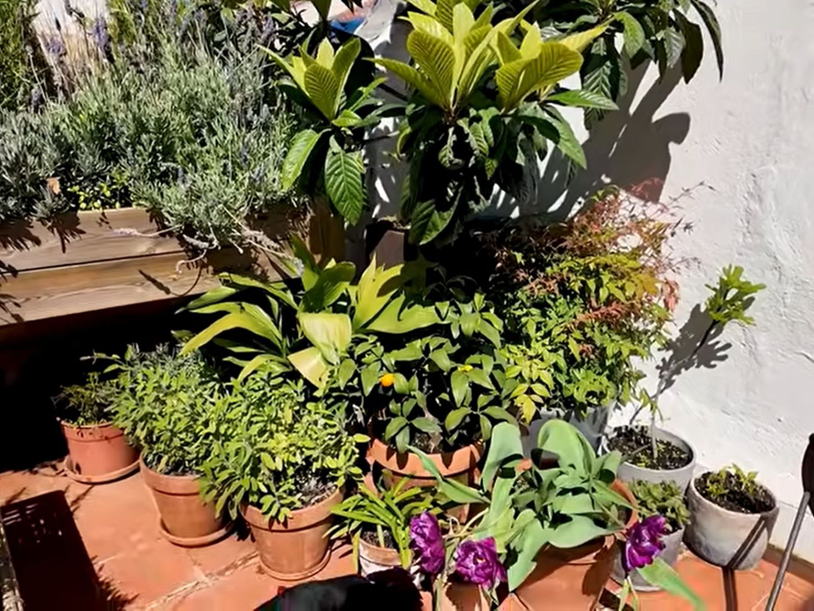 Níspero con pequeñas macetas con plantas. / Frame del vídeo de YouTube de @kikillo Níspero con pequeñas macetas con plantas. / Frame del vídeo de YouTube de @kikillo