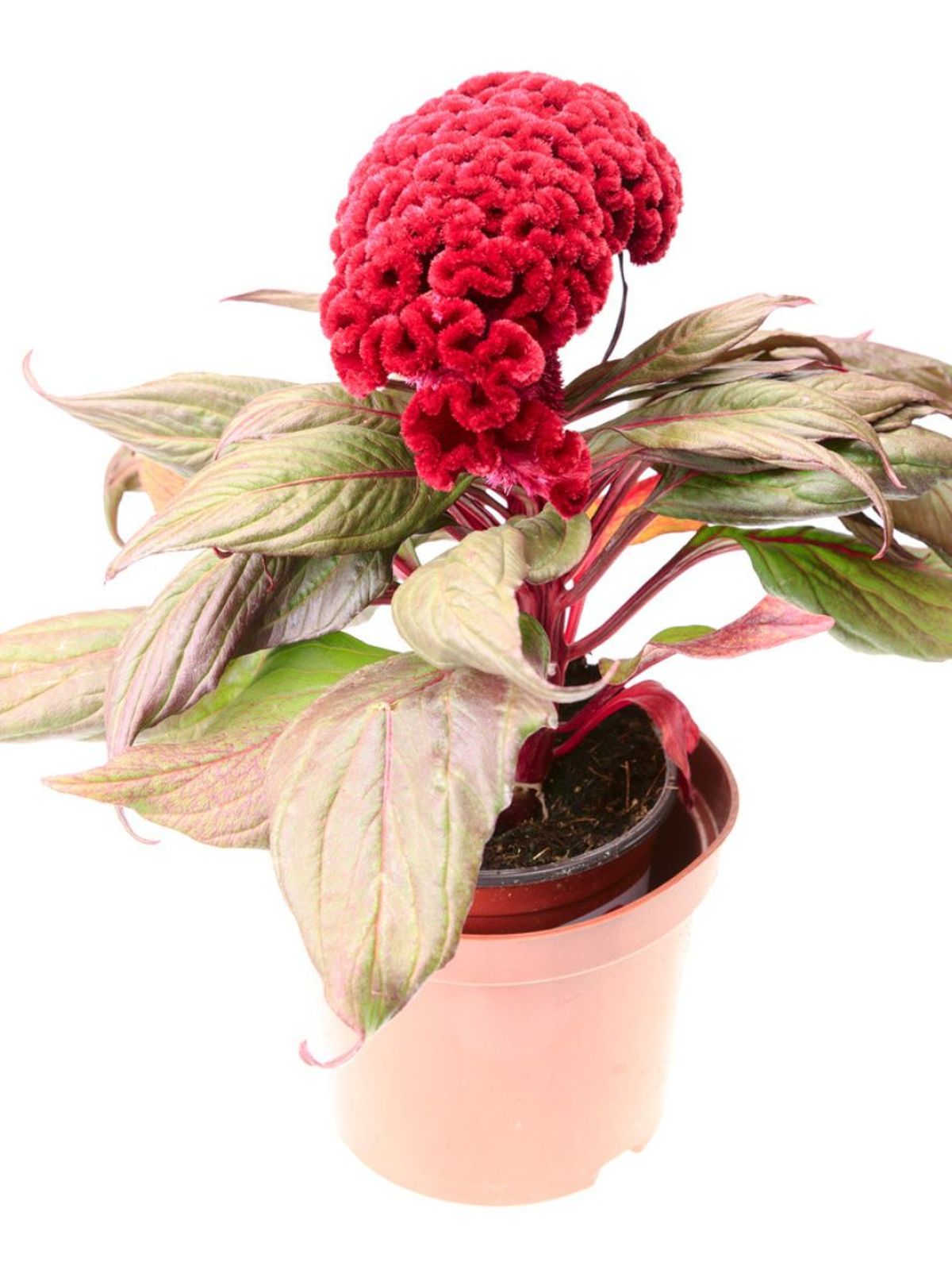 planta cresta de gallo celosia cristata tiesto