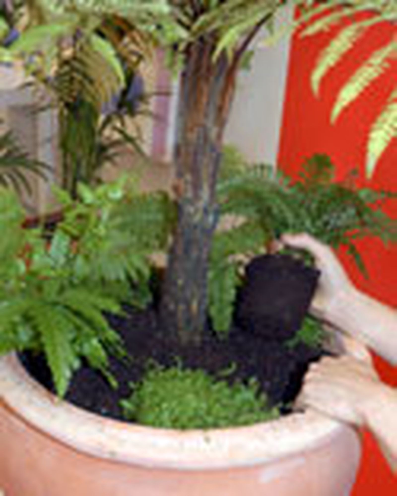 composicion Dicksonia 3 composicion Dicksonia 3