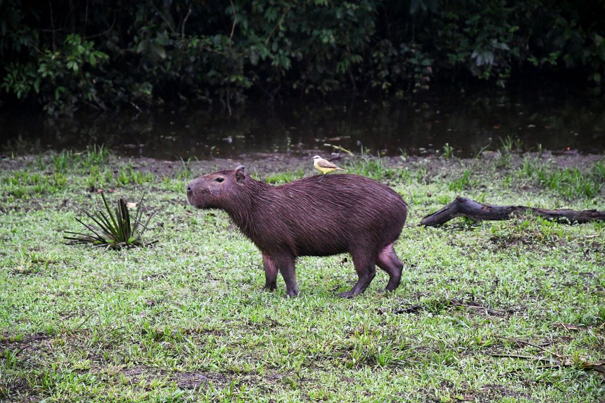 carpincho pajaro lomo