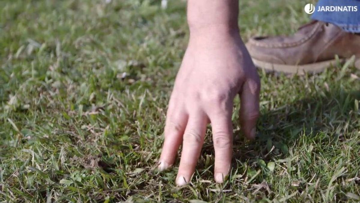 El frío afecta sobre todo a las gramas del césped dándoles un aspecto pajizo.