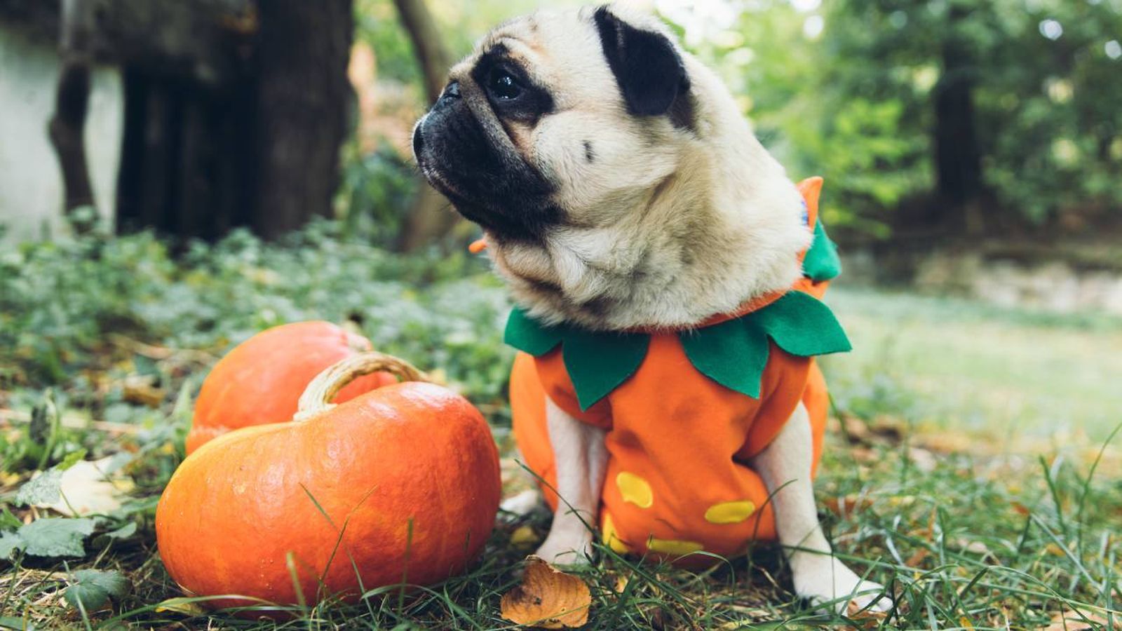 ropa halloween perros jerseis sudaderas pijamas